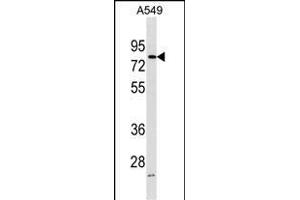 FRMD3 Antibody (Center) (ABIN1538187 and ABIN2850005) western blot analysis in A549 cell line lysates (35 μg/lane). (FRMD3 Antikörper  (AA 250-279))