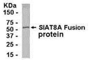 Western Blotting (WB) image for anti-ST8 alpha-N-Acetyl-Neuraminide alpha-2,8-Sialyltransferase 1 (ST8SIA1) (AA 4-18) antibody (ABIN2468180) (ST8SIA1 Antikörper  (AA 4-18))