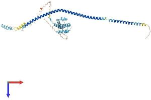 IFT57 Protein (AA 1-429) (His tag)