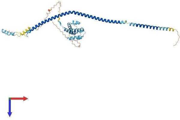 IFT57 Protein (AA 1-429) (His tag)