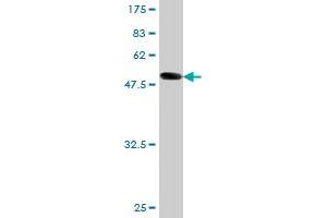 Western Blot detection against Immunogen (57. (APP Antikörper  (AA 19-305))