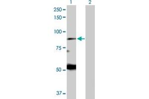 Western Blot analysis of EIF2AK1 expression in transfected 293T cell line by EIF2AK1 MaxPab polyclonal antibody. (EIF2AK1 Antikörper  (AA 1-630))