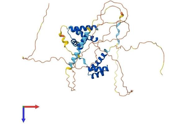 POU3F2 Protein (AA 1-445) (His tag)
