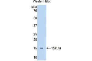 Western blot analysis of the recombinant protein. (Apelin Antikörper  (AA 19-77))