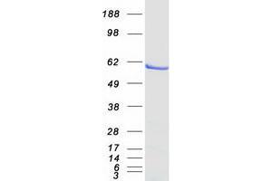 Western Blotting (WB) image for Interferon Regulatory Factor 5 (IRF5) (Transcript Variant 2) protein (Myc-DYKDDDDK Tag) (ABIN2723799)