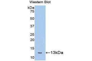 Western Blotting (WB) image for anti-Chemokine (C-X-C Motif) Ligand 10 (CXCL10) (AA 22-98) antibody (ABIN1078218) (CXCL10 Antikörper  (AA 22-98))