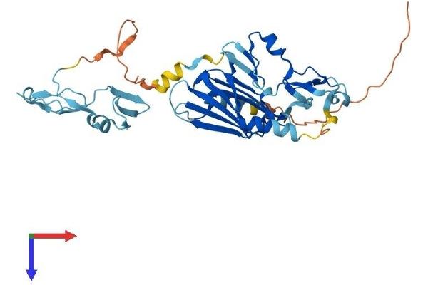 ITGB1BP2 Protein (AA 1-347) (His tag)