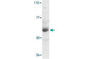 Western blot analysis of TRAF3IP2 expression in human placenta tissue lysate with TRAF3IP2 polyclonal antibody  at 1 ug /mL . (TRAF3IP2 Antikörper  (AA 554-568))
