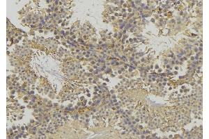 ABIN6277813 at 1/100 staining Mouse testis tissue by IHC-P. (GLUL Antikörper  (C-Term))