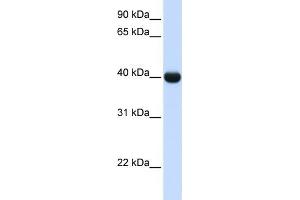 WB Suggested Anti-ADH1A Antibody Titration:  0. (ADH1A Antikörper  (N-Term))