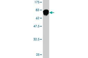 Western Blot detection against Immunogen (74. (Fatty Acid Synthase Antikörper  (AA 1-439))