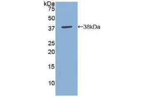 Detection of Recombinant ANXA5, Gallus using Polyclonal Antibody to Annexin V (ANXA5) (Annexin V Antikörper  (AA 1-321))