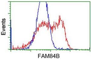 HEK293T cells transfected with either RC207996 overexpress plasmid (Red) or empty vector control plasmid (Blue) were immunostained by anti-FAM84B antibody (ABIN2453037), and then analyzed by flow cytometry. (FAM84B Antikörper)