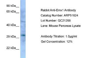 WB Suggested Anti-Emx1 Antibody   Titration: 1. (EMX1 Antikörper  (Middle Region))
