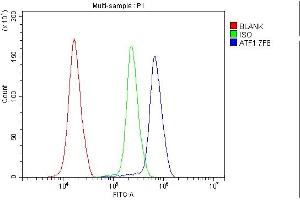 Flow Cytometry analysis of K562 cells using anti- ATF1 antibody (ABIN7599192). (AFT1 Antikörper  (AA 1-271))