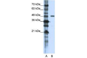 PPP1R8 antibody used at 1. (PPP1R8 Antikörper)