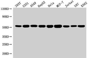 Western Blot Positive WB detected in: 293T whole cell lysate, U251 whole cell lysate, A549 whole cell lysate, HepG2 whole cell lysate, Hela whole cell lysate, MCF-7 whole cell lysate, Jurkat whole cell lysate, U87 whole cell lysate, K562 whole cell lysate All lanes: SLC25A24 antibody at 1:1500 Secondary Goat polyclonal to rabbit IgG at 1/50000 dilution Predicted band size: 54, 52 kDa Observed band size: 54 kDa (SLC25A24 Antikörper  (AA 1-197))