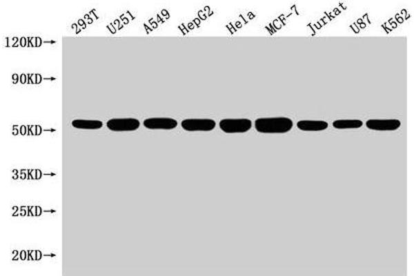 SLC25A24 抗体  (AA 1-197)
