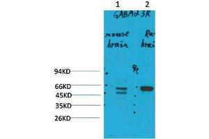 Western Blot (WB) analysis of 1) Mouse Brain Tissue, 2)Rat Brain Tissue with GABA A Receptor alpha3 Rabbit Polyclonal Antibody diluted at 1:2000. (GABRA3 Antikörper)
