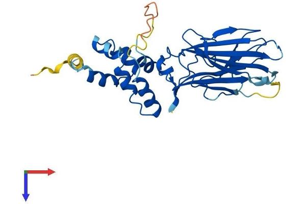 FBXO17 Protein (AA 1-286) (His tag)