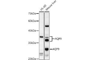 Western blot analysis of extracts of various cell lines, using  antibody (ABIN6133588, ABIN6137055, ABIN6137056 and ABIN6224634) at 1:1000 dilution. (AQP9 Antikörper  (AA 50-150))