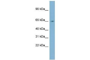 WB Suggested Anti-NEURL Antibody Titration:  0. (NEURL Antikörper  (N-Term))