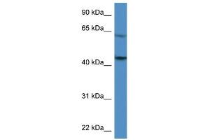 WB Suggested Anti-F2R Antibody Titration: 0. (PAR1 Antikörper  (C-Term))