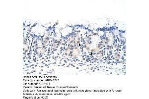 Rabbit Anti-DAZ4 Antibody  Paraffin Embedded Tissue: Human Stomach Cellular Data: Epithelial cells of fundic gland Antibody Concentration: 4. (DAZ4 Antikörper  (N-Term))
