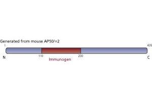 Image no. 2 for anti-Adaptor-Related Protein Complex 2, mu 1 Subunit (AP2M1) (AA 110-230) antibody (ABIN968488) (AP2M1 Antikörper  (AA 110-230))
