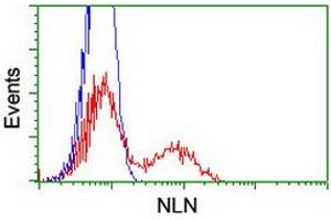 HEK293T cells transfected with either RC212447 overexpress plasmid (Red) or empty vector control plasmid (Blue) were immunostained by anti-NLN antibody (ABIN2455375), and then analyzed by flow cytometry. (NLN Antikörper)