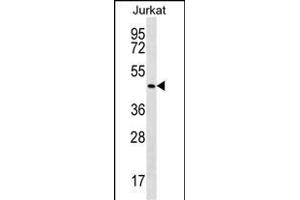 PK14 Antibody (Center /) (ABIN656420 and ABIN2845711) western blot analysis in Jurkat cell line lysates (35 μg/lane). (MAPK14 Antikörper  (AA 158-192))