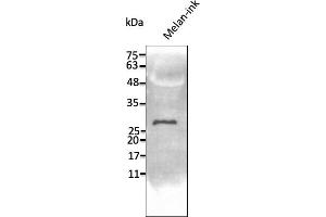 Western Blotting (WB) image for anti-Transmembrane Protein 160 (TMEM160) (C-Term) antibody (ABIN7273067) (TMEM160 Antikörper  (C-Term))