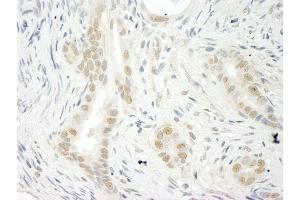 Immunohistochemistry (IHC) image for anti-THO Complex 5 (THOC5) (AA 25-75) antibody (ABIN7448832) (THO Complex 5 Antikörper  (AA 25-75))