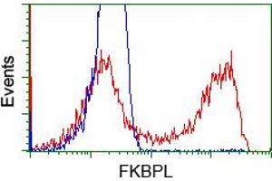 HEK293T cells transfected with either RC202153 overexpress plasmid (Red) or empty vector control plasmid (Blue) were immunostained by anti-FKBPL antibody (ABIN2453045), and then analyzed by flow cytometry. (FKBPL Antikörper)