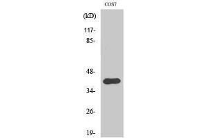 Western Blotting (WB) image for anti-Apoptosis-Inducing Factor, Mitochondrion-Associated, 2 (AIFM2) (Internal Region) antibody (ABIN3183265) (AIFM2 Antikörper  (Internal Region))