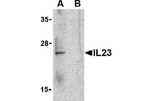 Western Blotting (WB) image for anti-Interleukin 23 (IL23) (C-Term) antibody (ABIN1030436) (IL23 Antikörper  (C-Term))