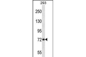 P Antibody (Center) 13689c western blot analysis in 293 cell line lysates (35 μg/lane). (APP Antikörper  (AA 333-362))