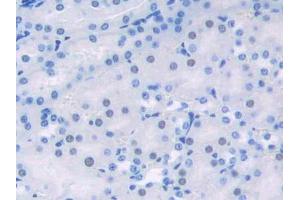 DAB staining on IHC-P; Samples: Mouse Kidney Tissue (HDGF Antikörper  (AA 14-187))