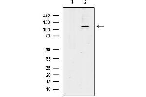 Western blot analysis of lysates from heat-shock treated RAW264.