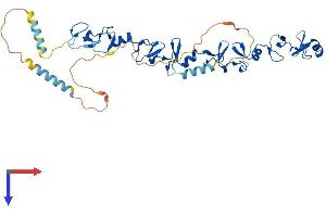 Leupaxin Protein (LPXN) (AA 1-386) (His tag)