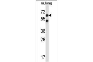 Western blot analysis in mouse lung tissue lysates (35ug/lane). (Nemo-Like Kinase Antikörper  (C-Term))