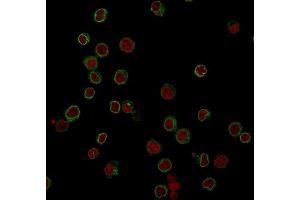 Immunofluorescence Analysis of Jurkat cells labeling CD3e with CD3e Mouse Monoclonal Antibody (RIV9) followed by Goat anti-Mouse IgG-CF488 (Green). (CD3 epsilon Antikörper)