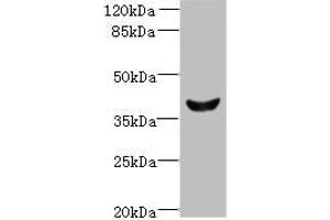 Western blot All lanes: Dlk2 antibody at 5 μg/mL + Mouse kidney tissue Secondary Goat polyclonal to rabbit IgG at 1/10000 dilution Predicted band size: 41, 46, 45 kDa Observed band size: 41 kDa (DLK2 Antikörper  (AA 27-305))
