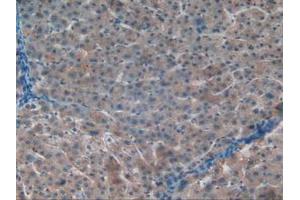 IHC-P analysis of Human Liver Tissue, with DAB staining. (APOC1 Antikörper  (AA 31-83))
