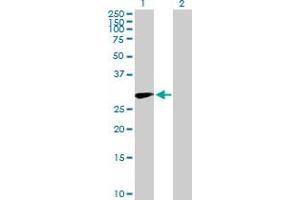 Western Blot analysis of CD83 expression in transfected 293T cell line by CD83 MaxPab polyclonal antibody. (CD83 Antikörper  (AA 1-205))