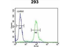 Flow cytometric analysis of 293 cells using KLC2 Antibody (C-Term) Cat. (KLC2 Antikörper  (C-Term))