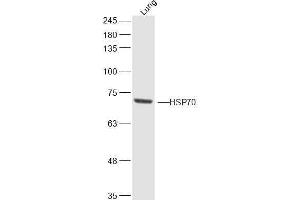anti-HSP70 1A/ 1B (AA 500-600) antibody
