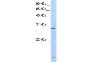 Western Blotting (WB) image for anti-Regulator of G-Protein Signalling 18 (RGS18) antibody (ABIN2462635) (RGS18 Antikörper)