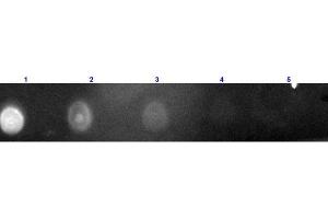 Dot Blot results of Rabbit F(ab')2 Anti-Chicken IgG Antibody Texas Conjugated. (Kaninchen anti-Huhn IgG (Heavy & Light Chain) Antikörper (Texas Red (TR)) - Preadsorbed)