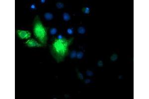 Anti-CYB5R3 mouse monoclonal antibody (ABIN2453833) immunofluorescent staining of COS7 cells transiently transfected by pCMV6-ENTRY CYB5R3 (RC201592). (CYB5R3 Antikörper)